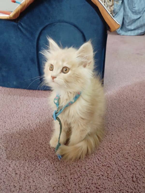 Persian cat for sale 3