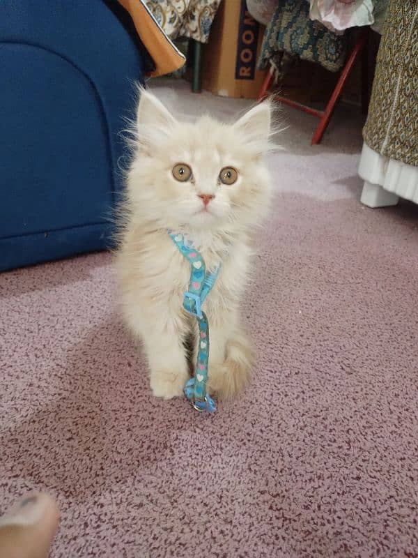 Persian cat for sale 6