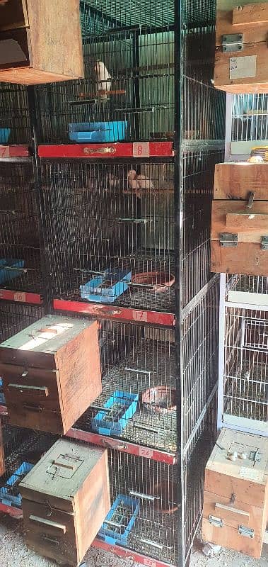 Birds Cage For Sale 2