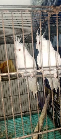 Cockatiel Pair