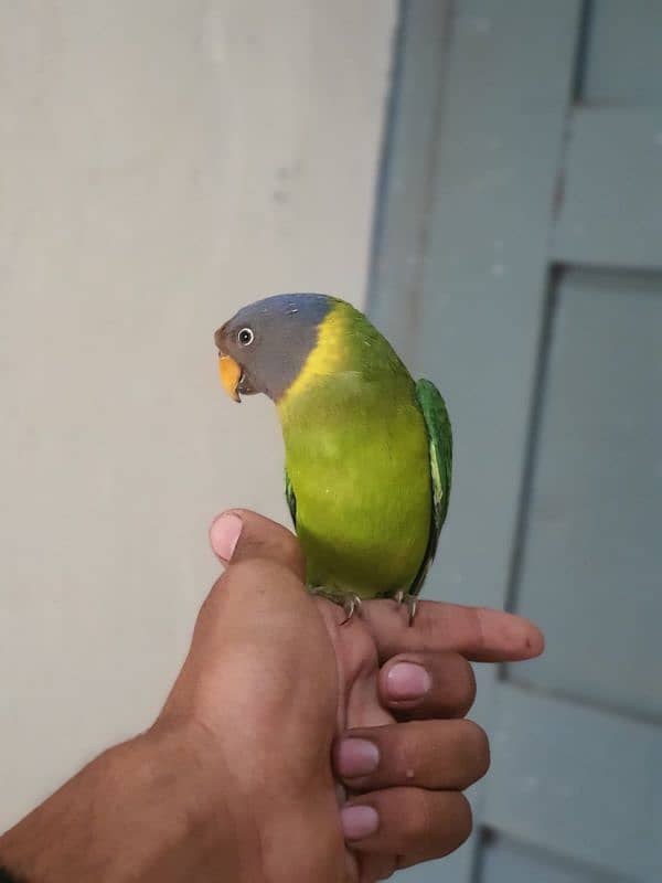 0321/8577/966plum head handtamed male/female avillibal 4