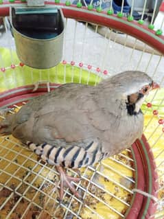 Pakistan national bird for sale 0