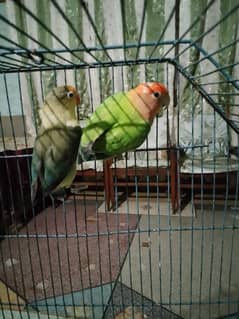 lovebirds