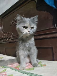 Beautiful Russian Cat For Sale