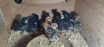 Australorp