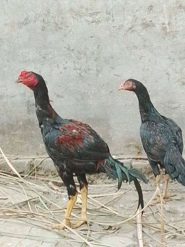 Aseel Thai pair for sale 03269773087 rate less ho jaye ga 1