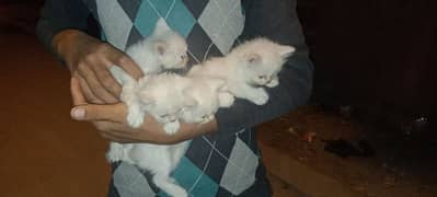 Persian cats 0