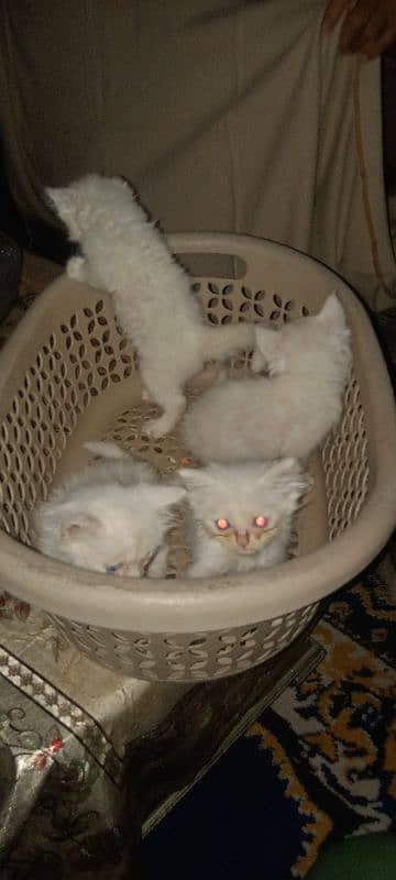 Persian cats 1