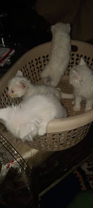 Persian cats 2