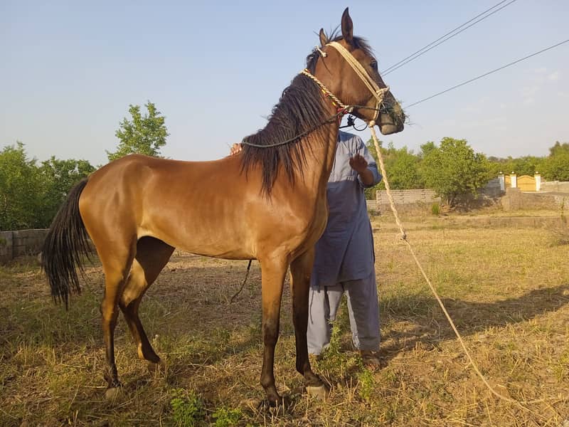 Desi Ghori Wachari Female Horse 3