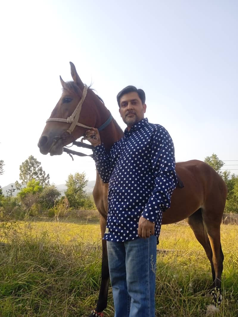 Desi Ghori Wachari Female Horse 5