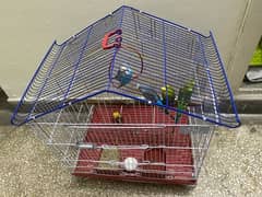 2 pairs love birds for sale along with cage