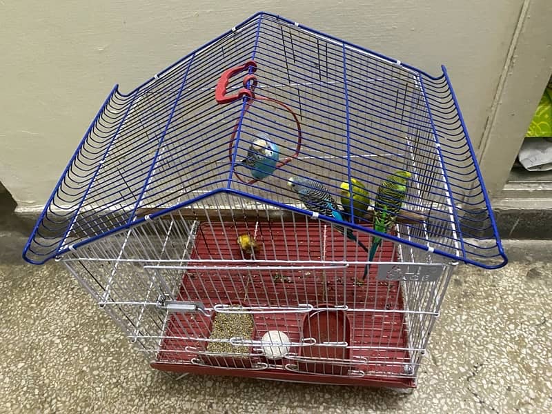 2 pairs love birds for sale along with cage 0