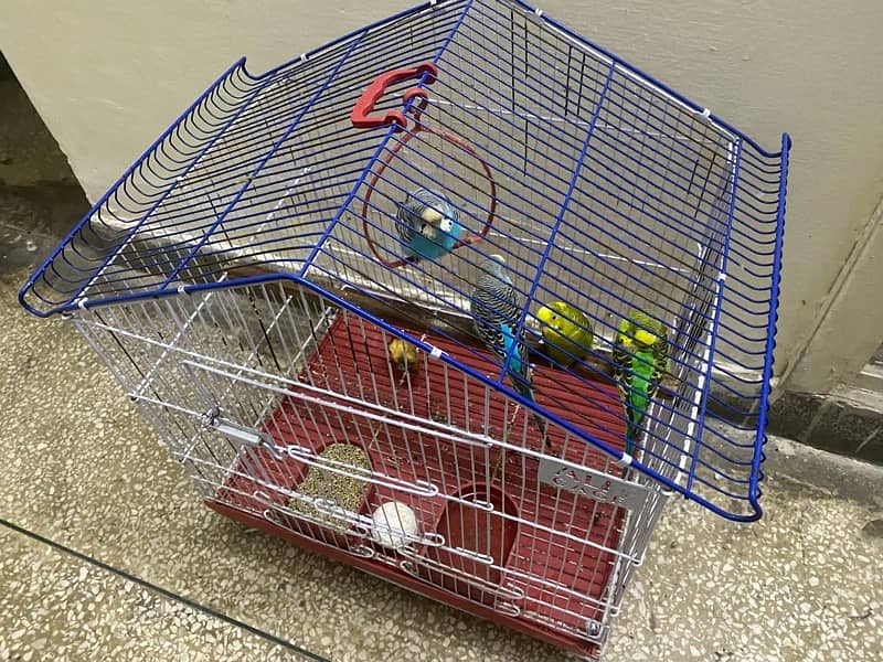 2 pairs love birds for sale along with cage 1