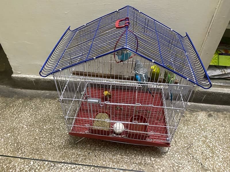 2 pairs love birds for sale along with cage 2