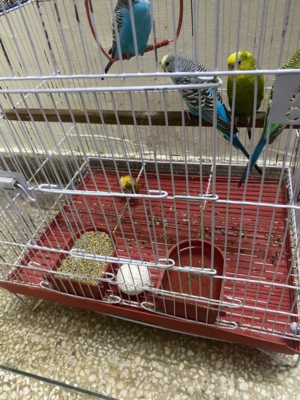 2 pairs love birds for sale along with cage 3