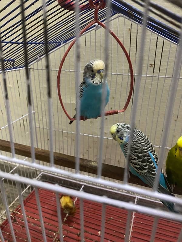 2 pairs love birds for sale along with cage 4