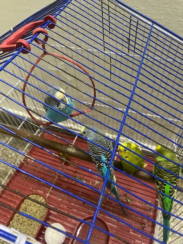 2 pairs love birds for sale along with cage 5