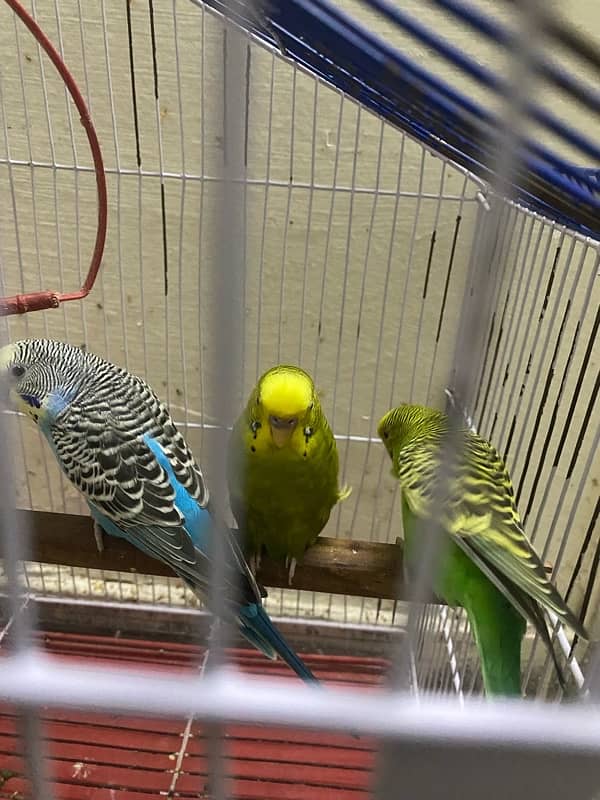 2 pairs love birds for sale along with cage 6