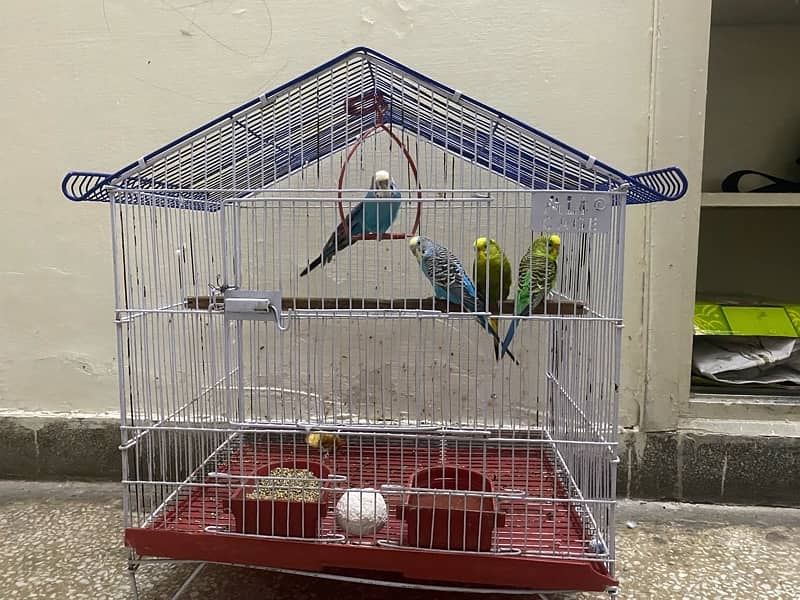 2 pairs love birds for sale along with cage 7