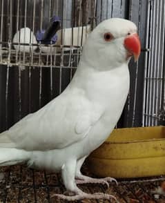 White Ringneck Parrot