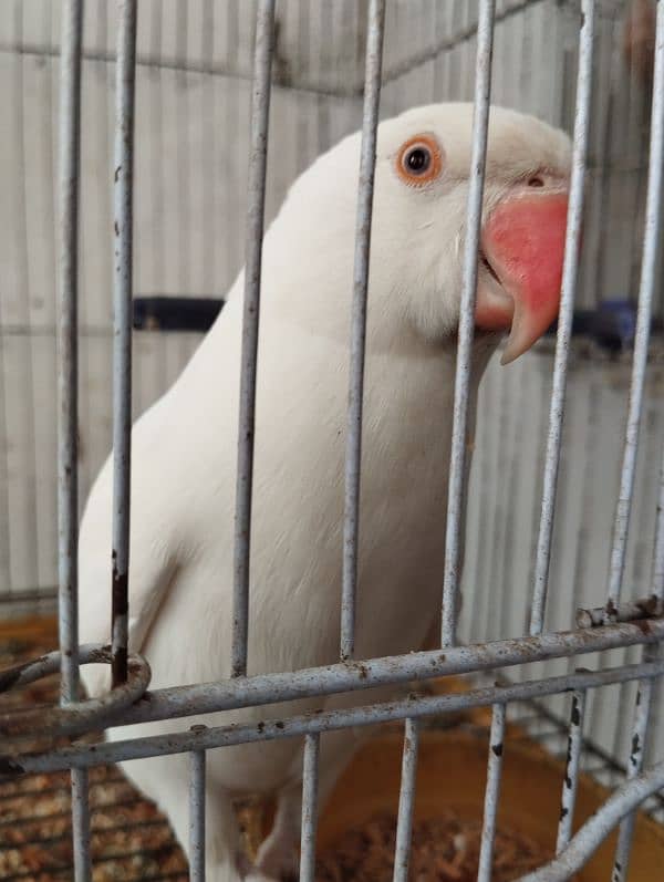 White Ringneck Parrot 2