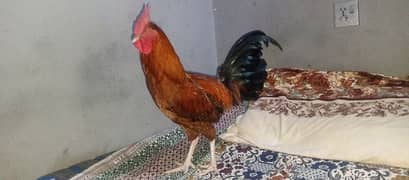 Hen