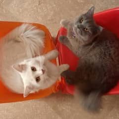 Persian And Birtish cats pair looking for a loving home 0