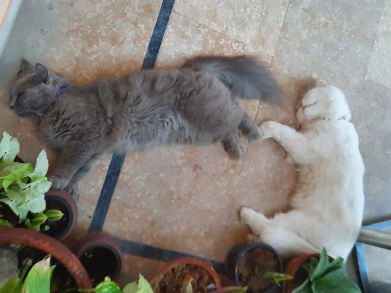 Persian And Birtish cats pair looking for a loving home 2