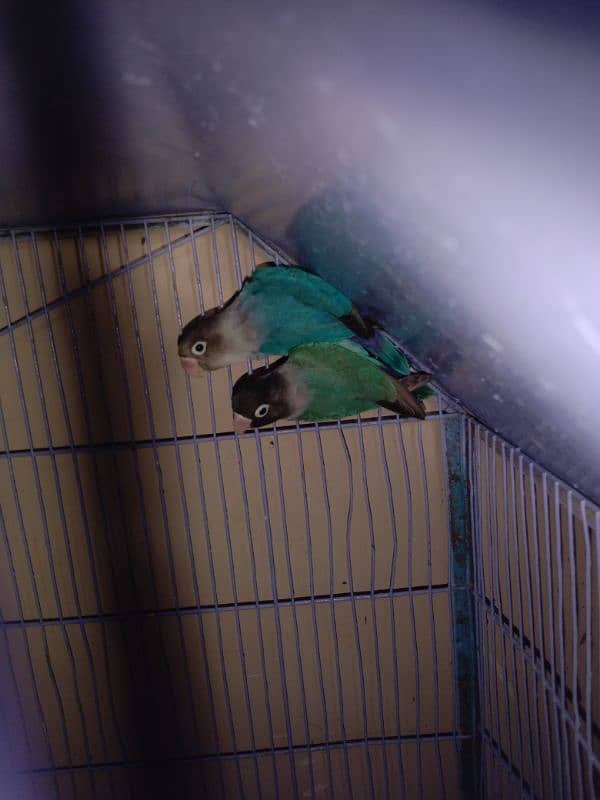 Love birds pairs for sale 0