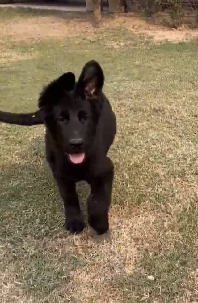 German shepherd female pup 0