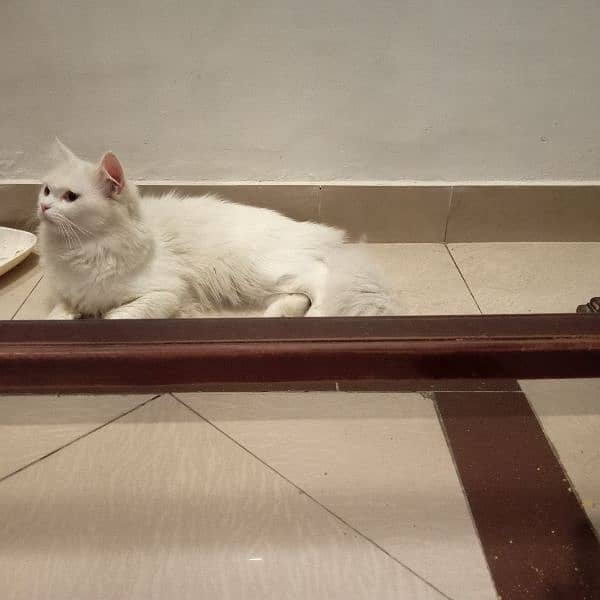 male cat available for mating ( not for sale) with in 2000 rupees only 0