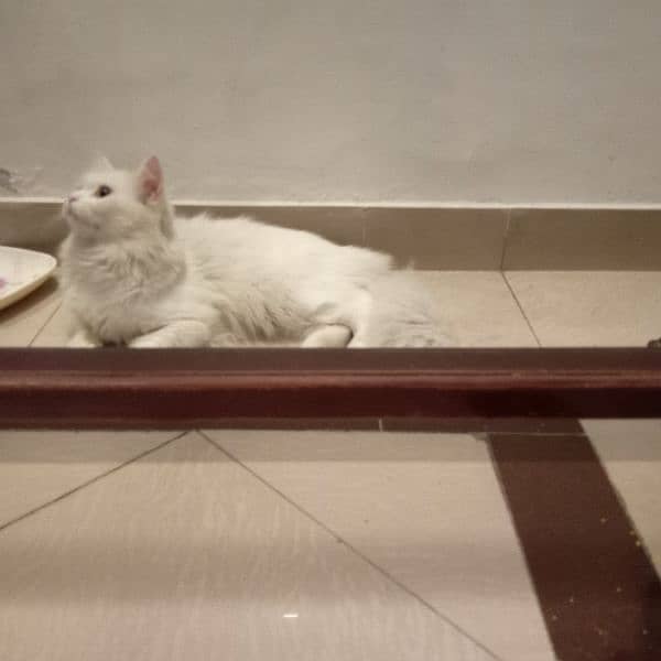 male cat available for mating ( not for sale) with in 2000 rupees only 1