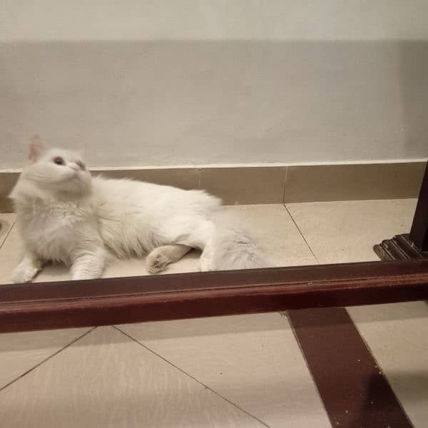 male cat available for mating ( not for sale) with in 2000 rupees only 4