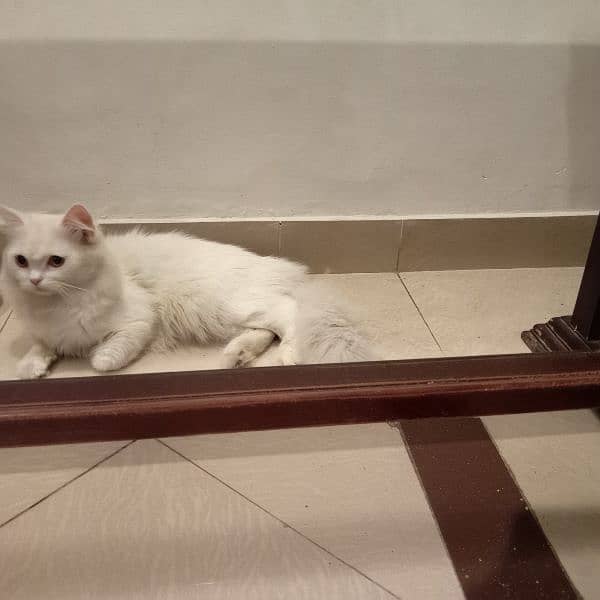 male cat available for mating ( not for sale) with in 2000 rupees only 5