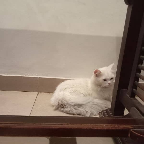 male cat available for mating ( not for sale) with in 2000 rupees only 7