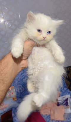 Persian kittens for sale 2 male 2 female 0