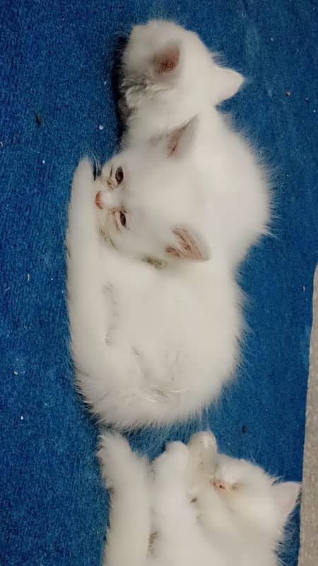 Persian kittens for sale 2 male 2 female 1