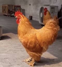 Golden heavy buff chicks Available 0