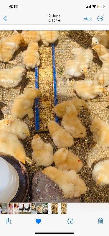 Golden heavy buff chicks Available 1