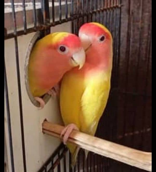 common latino red eye breader pair for sale 0