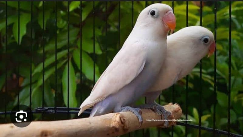 common latino red eye breader pair for sale 1