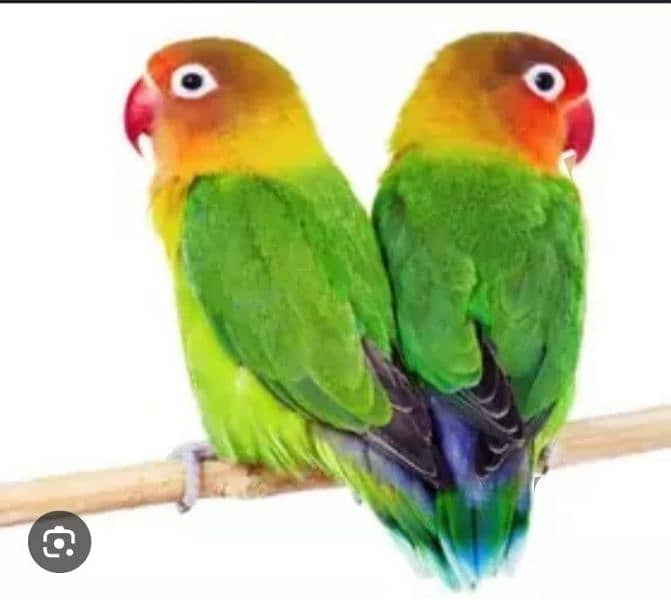 common latino red eye breader pair for sale 2