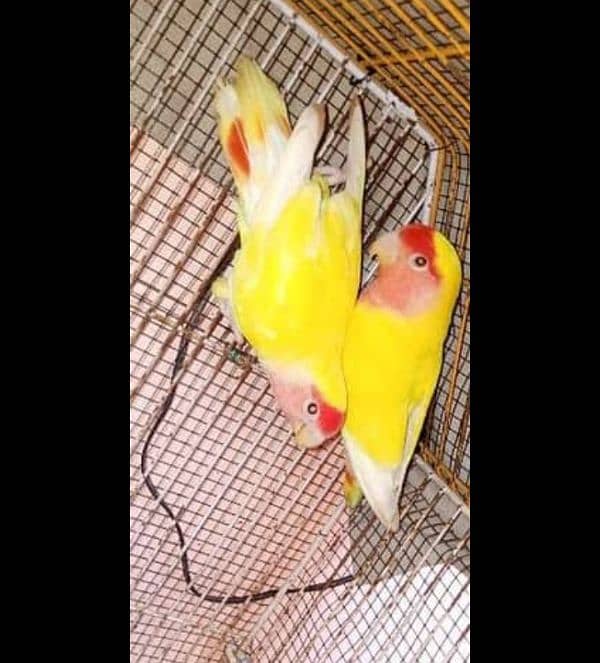 common latino red eye breader pair for sale 3