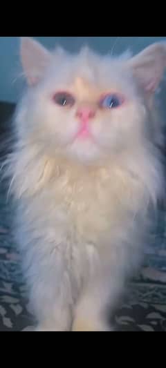 2 months old persian cat