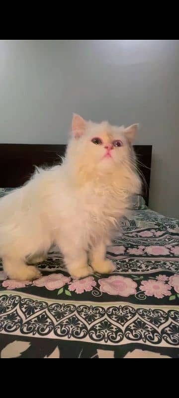 2 months old persian cat 1