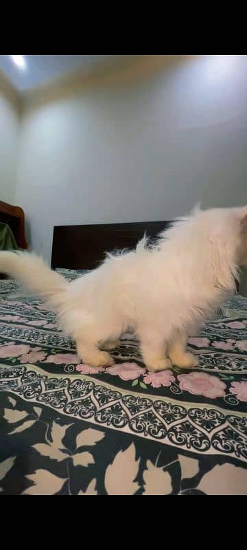 2 months old persian cat 2