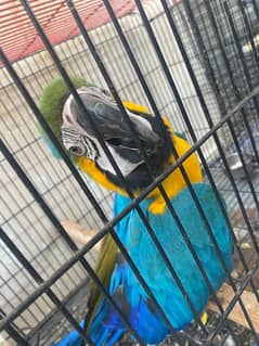 macaw parrot for sale