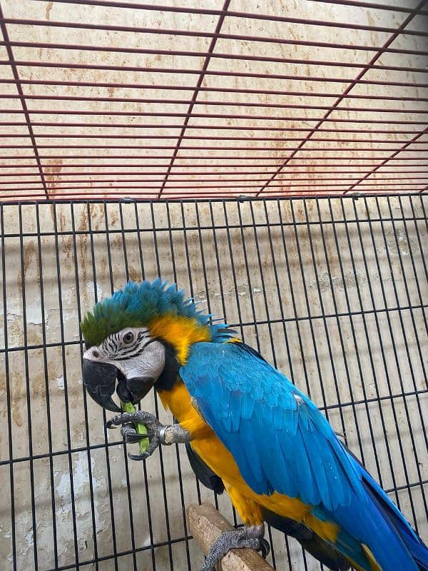 macaw parrot for sale 1