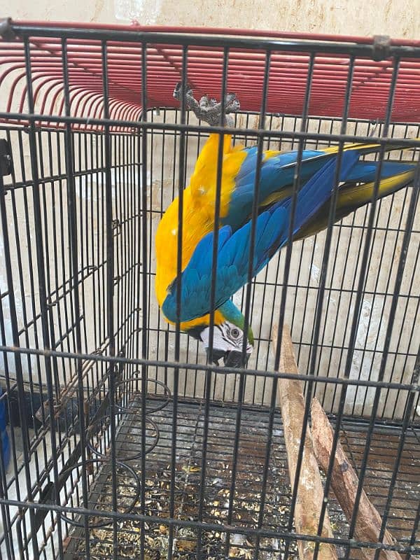 macaw parrot for sale 2